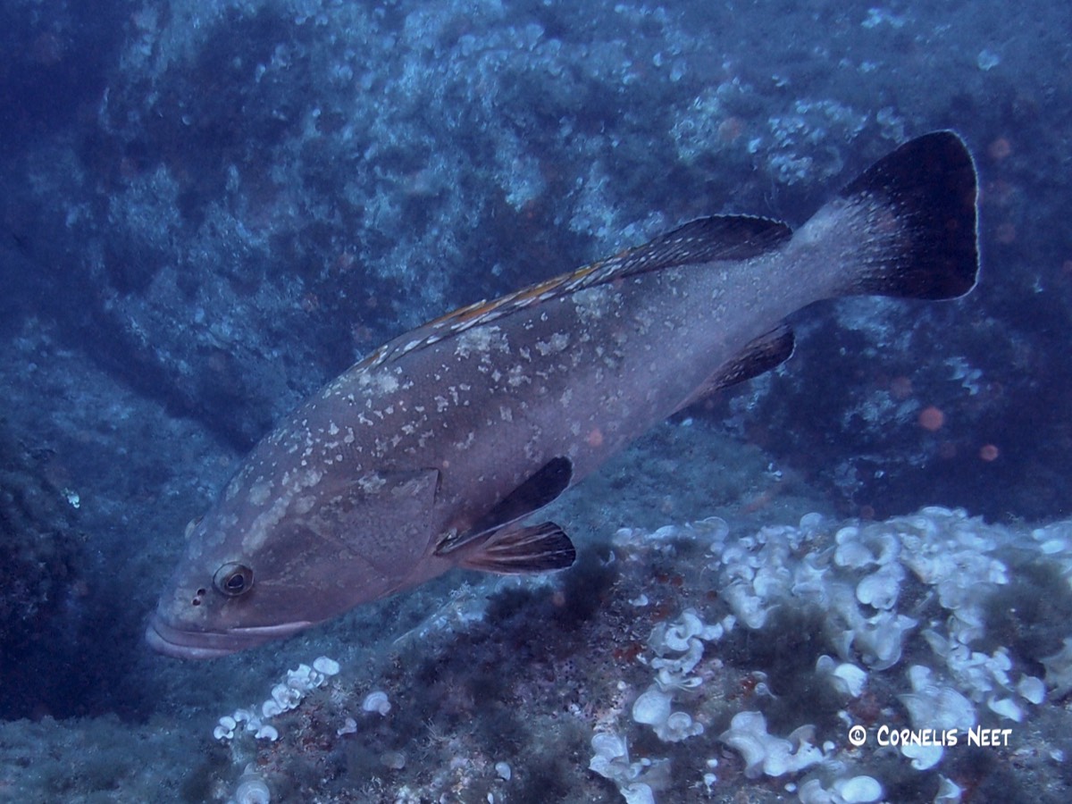 Stacks Image 91